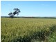 179 .48ha Narangga 443.5acs, Halbury SA 5461