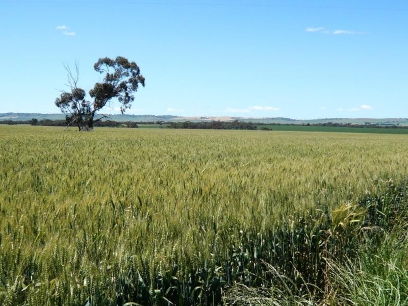 179 .48ha Narangga 443.5acs, Halbury SA 5461