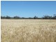 179 .48ha Narangga 443.5acs, Halbury SA 5461