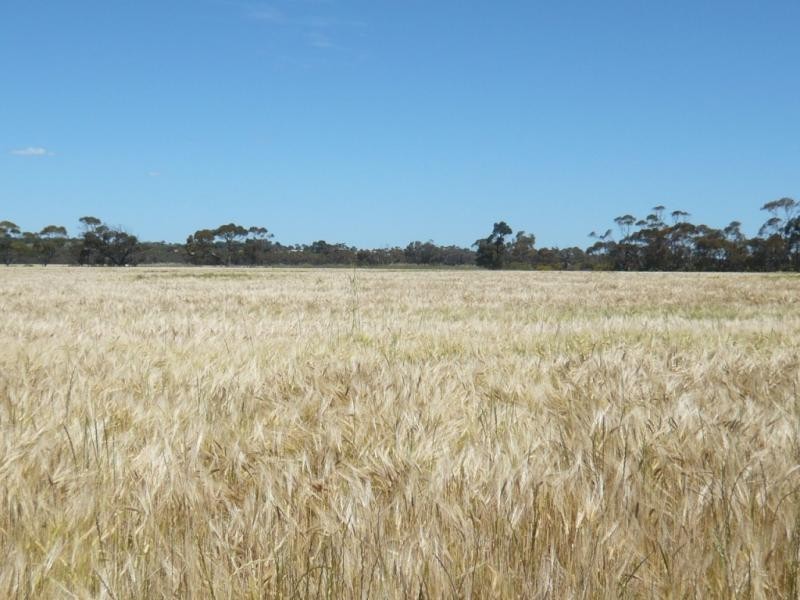 179 .48ha Narangga 443.5acs, Halbury SA 5461