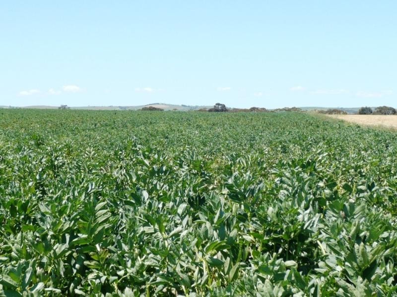 179 .48ha Narangga 443.5acs, Halbury SA 5461