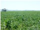 179 .48ha Narangga 443.5acs, Halbury SA 5461