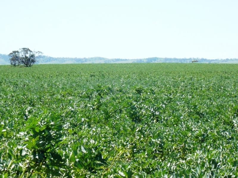 179 .48ha Narangga 443.5acs, Halbury SA 5461