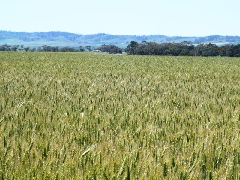 179 .48ha Narangga 443.5acs, Halbury SA 5461