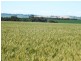 179 .48ha Narangga 443.5acs, Halbury SA 5461