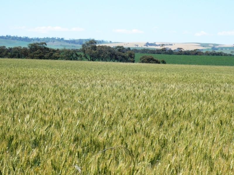 179 .48ha Narangga 443.5acs, Halbury SA 5461