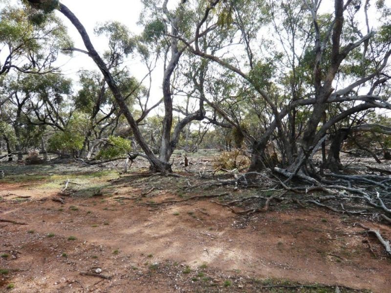 3 ,104ha Mt Bryan East 7,670acs, Mount Bryan SA 5418