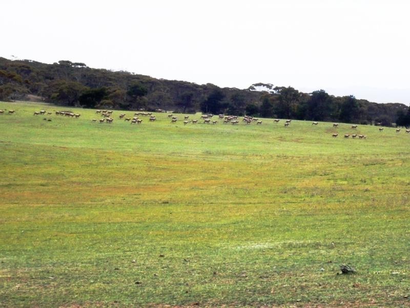 3 ,104ha Mt Bryan East 7,670acs, Mount Bryan SA 5418