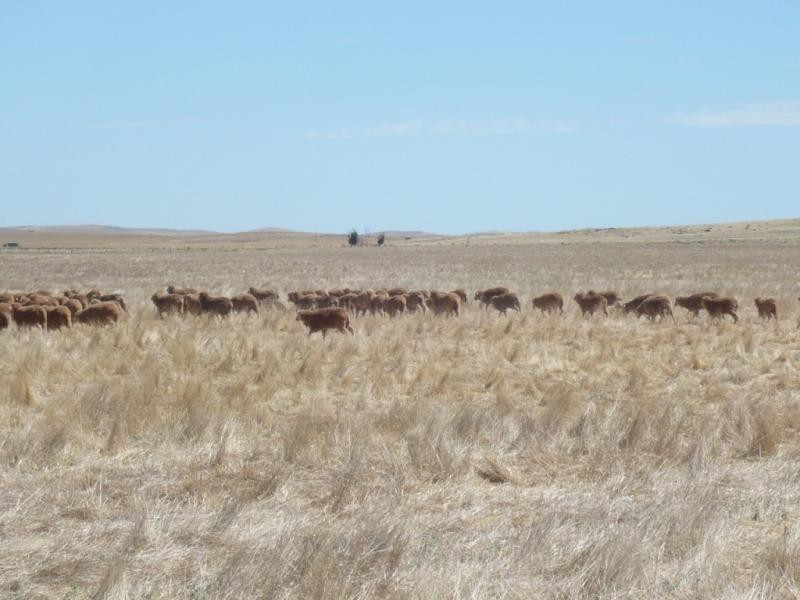 235 .44ha Popperinghi 581.9acs, Hallett SA 5419