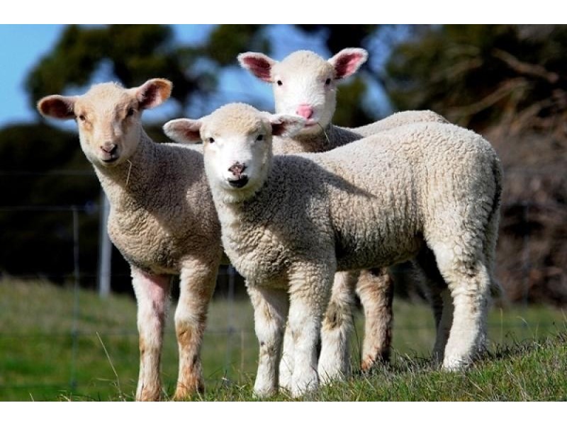 Macgillivray SA 5223