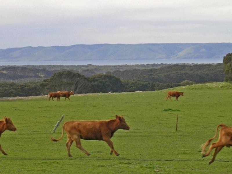 Section 362, 379 Section 362, 379, Dudley East SA 5222