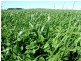 Lot 202 Hundred of Seddon, Parndana SA 5220