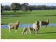 Lot 202 Hundred of Seddon, Parndana SA 5220