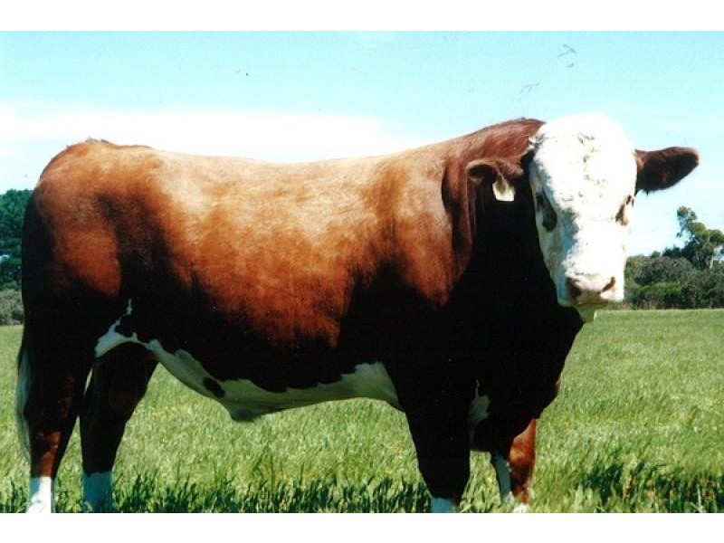 Lot 202 Hundred of Seddon, Parndana SA 5220