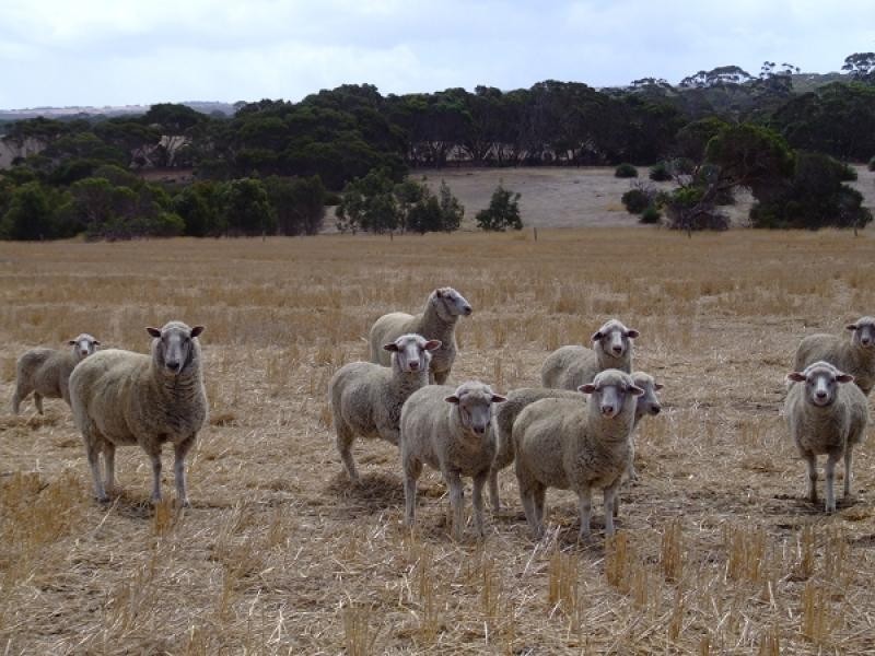 Lot 300 Millers Rd, via Bark Hut Rd, Hd of Cassini, Cygnet River SA 5223