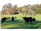 Lot 10 Berrymans Road, Gosse SA 5223