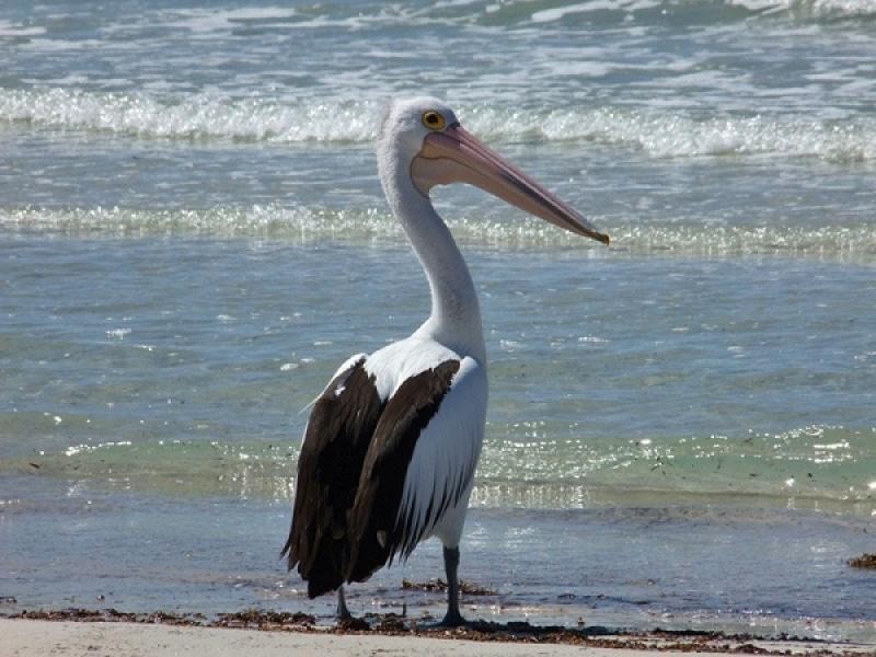 Lot 164 , 165 Borda Road, Island Beach SA 5222