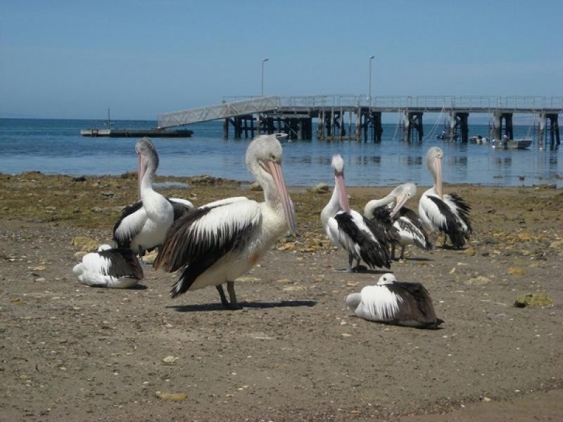 Lot 51 Playford Highway, Kingscote SA 5223