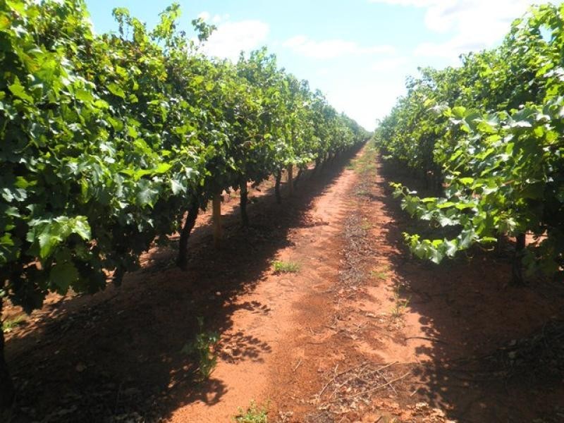 87 Bernarra Road, Dareton NSW 2717