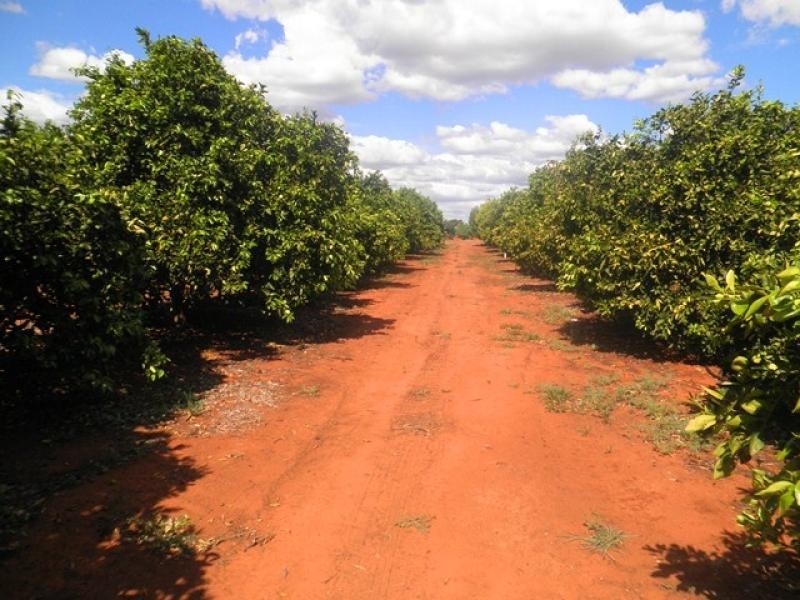 87 Bernarra Road, Dareton NSW 2717