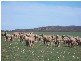 COOLANIE VALLEY, Cowell SA 5602