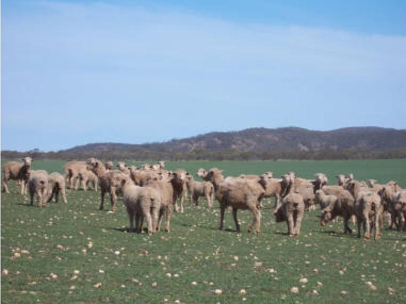 COOLANIE VALLEY, Cowell SA 5602