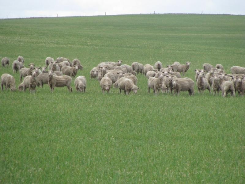 Sections 49, 50 & 61 Hundred of ROBERTS, Cleve SA 5640