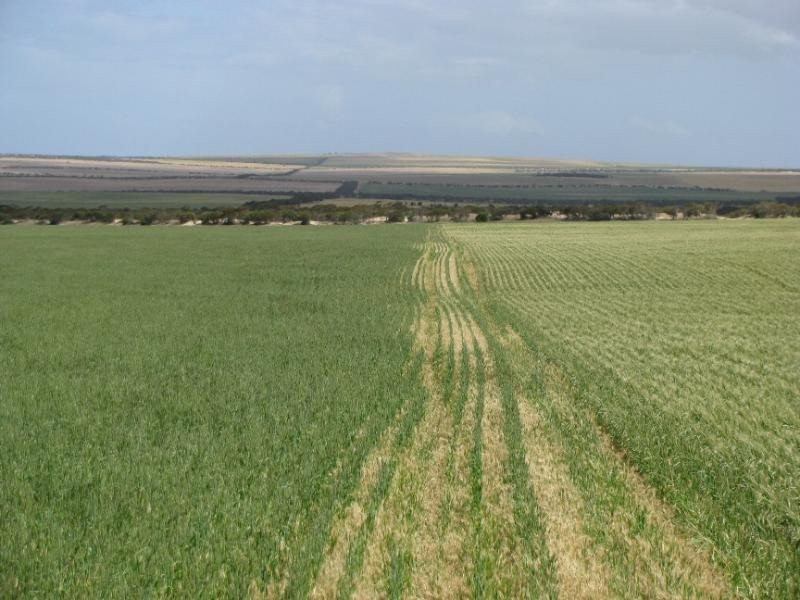 Sections 49, 50 & 61 Hundred of ROBERTS, Cleve SA 5640