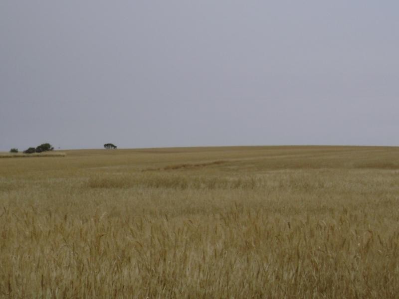 Yalanda SA 5641