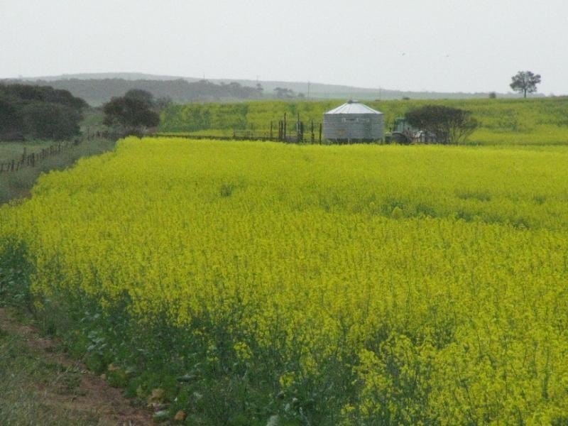Lipson SA 5607