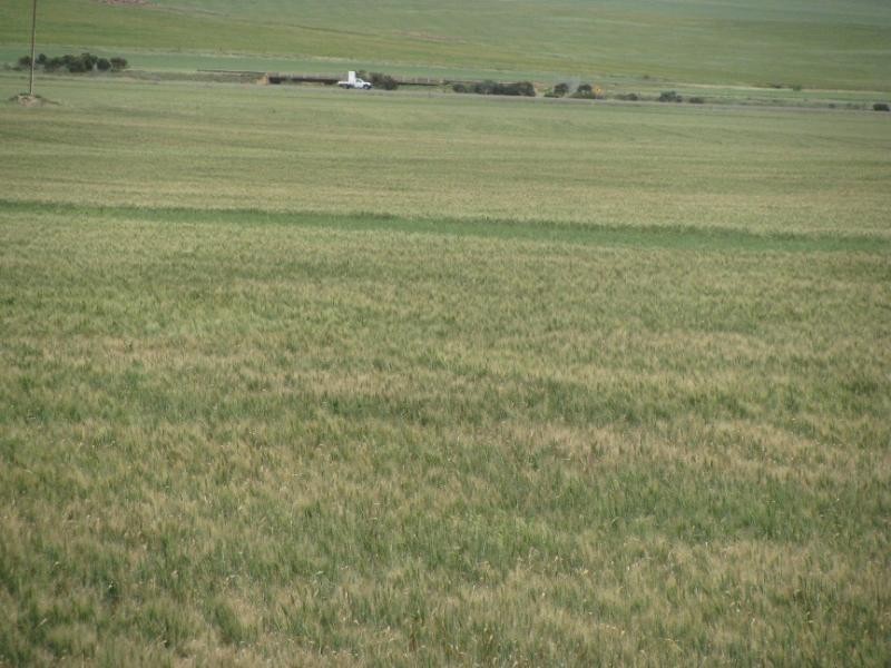 Lipson SA 5607