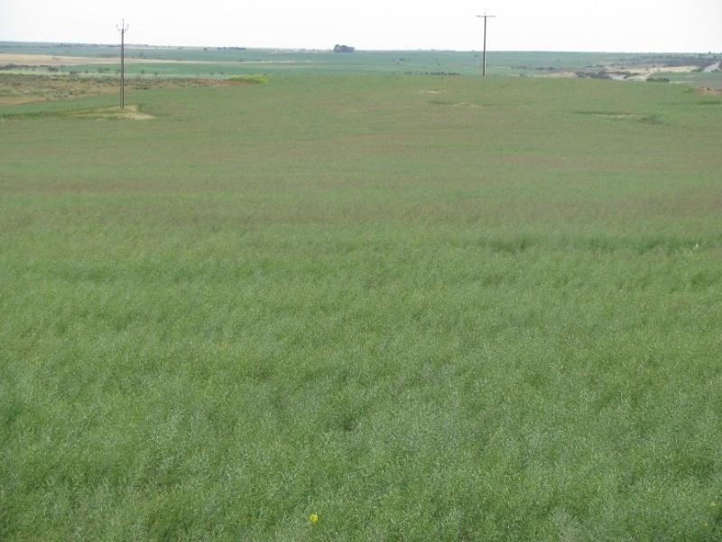Lipson SA 5607