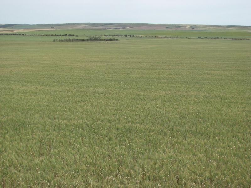 Lipson SA 5607
