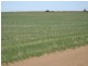 Lot 1/ DP 24941 Hd of Yadnarie, Cleve SA 5640