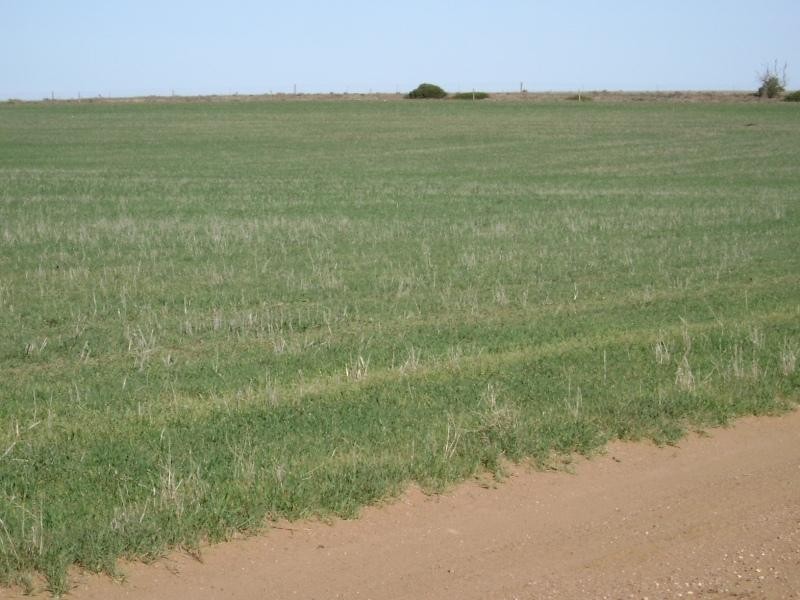 Lot 1/ DP 24941 Hd of Yadnarie, Cleve SA 5640