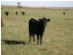 Lot 1/ DP 24941 Hd of Yadnarie, Cleve SA 5640