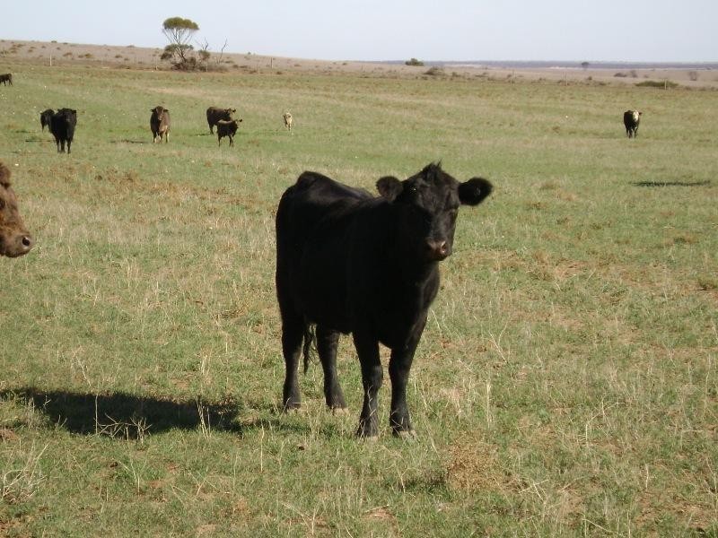 Lot 1/ DP 24941 Hd of Yadnarie, Cleve SA 5640