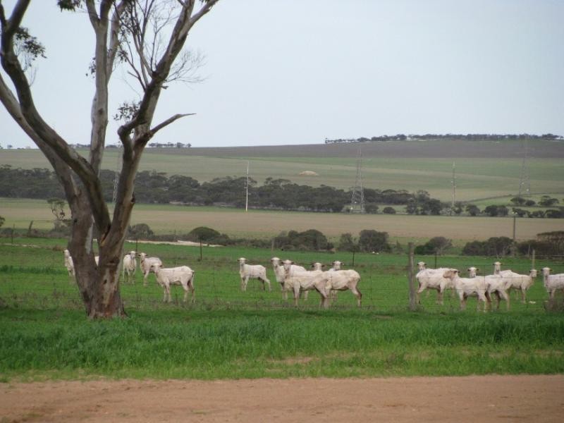 Rudall SA 5642