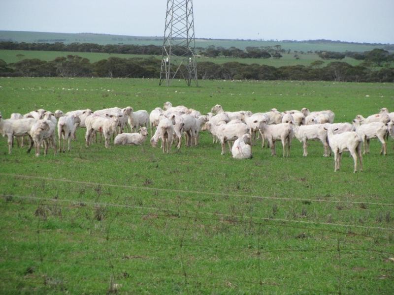 Rudall SA 5642