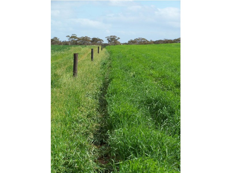 Section 5 & 25/ Hundred of Pordia, Wudinna SA 5652