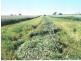 Section 6/ Hundred of Carina, Minnipa SA 5654