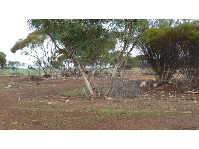 Section 6/ Hundred of Carina, Minnipa SA 5654