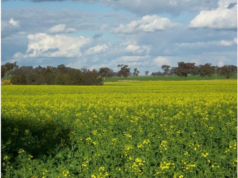 379 Goorambat- Chesney Road, Benalla VIC 3673