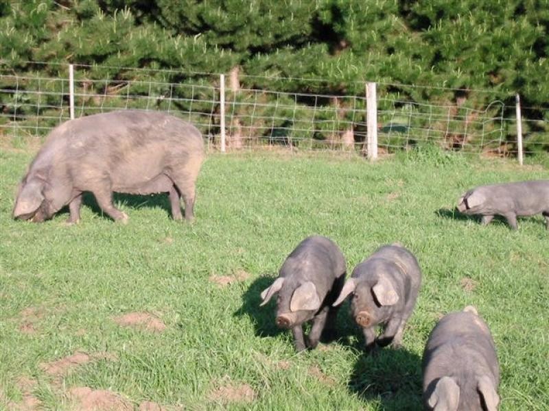 2520 Samaria Road, Samaria VIC 3673