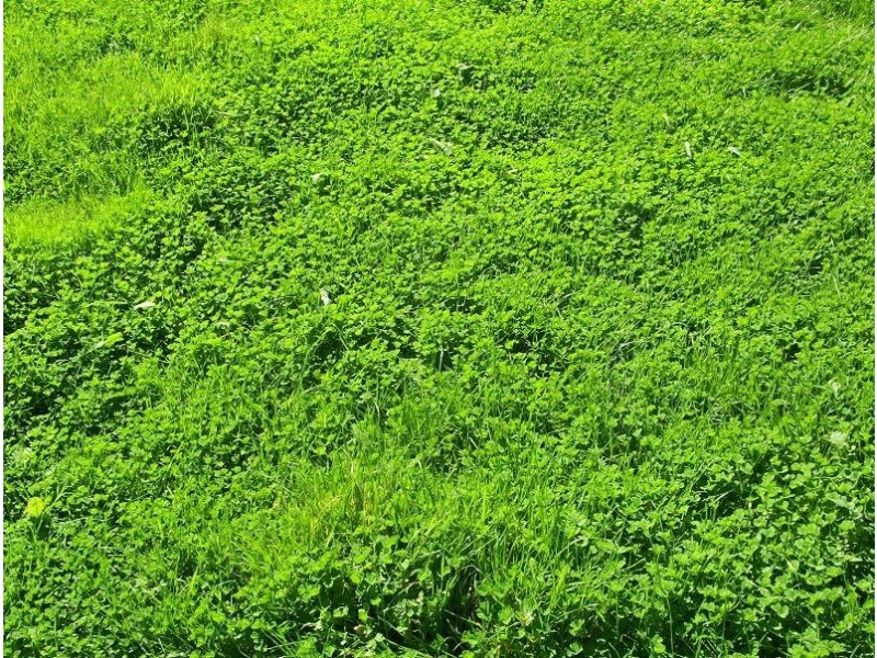 401 Upper Ryans Creek Road, Molyullah VIC 3673