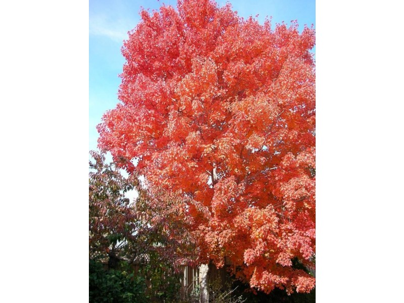 14 Exton Cresent, Benalla VIC 3672