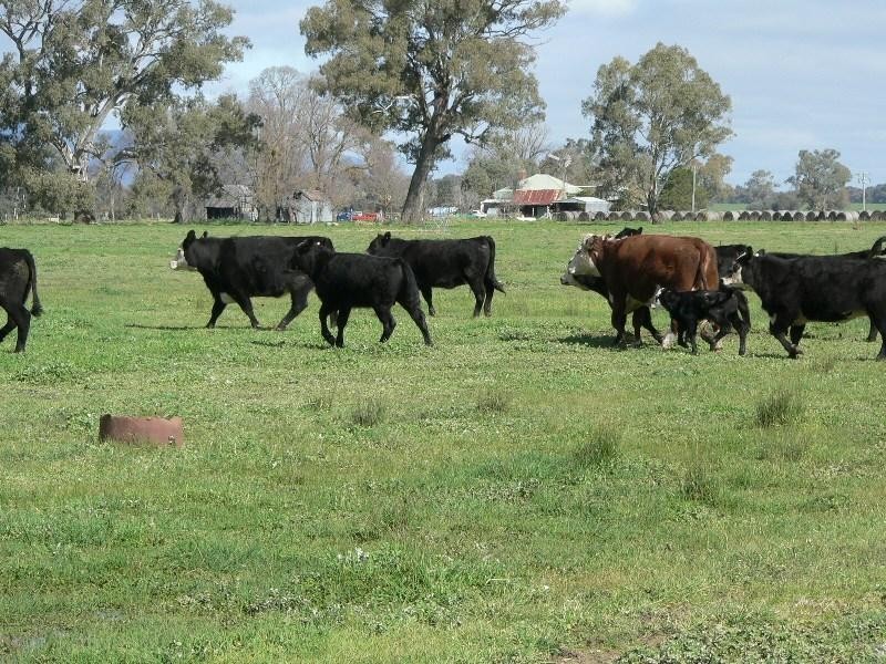 221 SMITH ROAD, Benalla VIC 3672