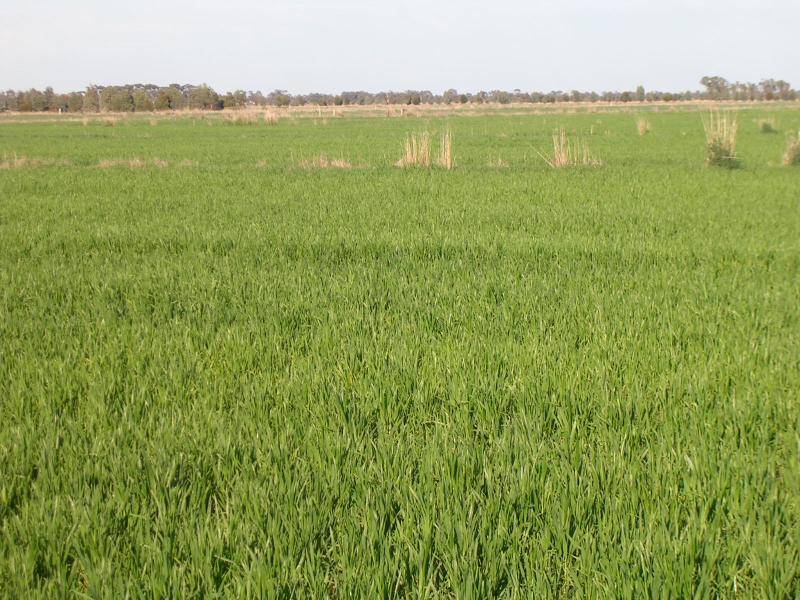 WHARPARILLA ROAD, Echuca VIC 3564