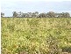 THYRA ROAD, Moama NSW 2731