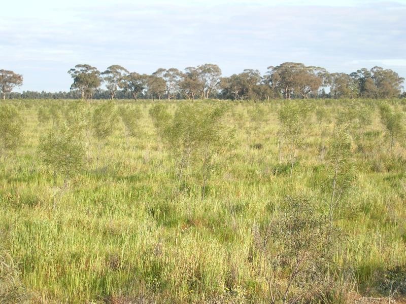 THYRA ROAD, Moama NSW 2731